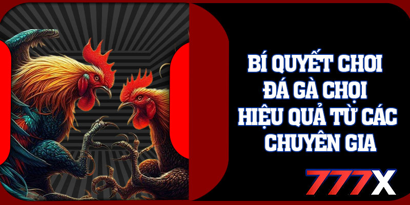 Bí Quyết Chơi Đá Gà Chọi Hiệu Quả Từ Các Chuyên Gia