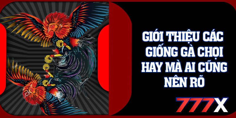 Giới Thiệu Các Giống Gà Chọi Hay Mà Ai Cũng Nên Rõ